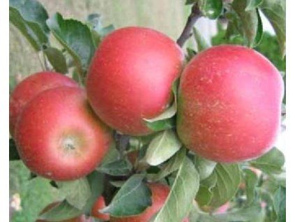 Jabloň 'Rosabel'  Malus domestica 'Rosabel'