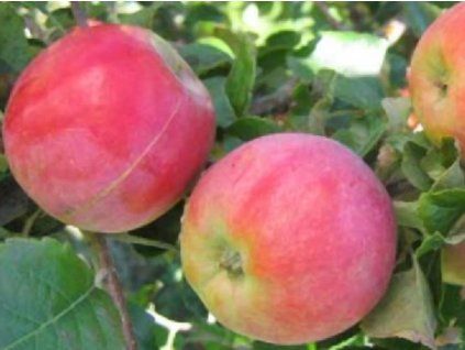 Jabloň 'Florijam'  Malus domestica 'Florijam'