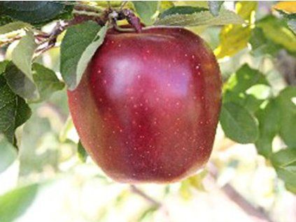 Jabloň 'Super Chief'  Malus domestica 'Super Chief'