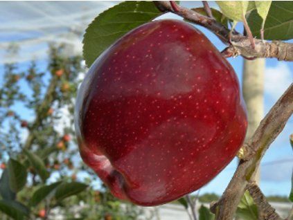 Jabloň 'Jeromine'  Malus domestica 'Jeromine'