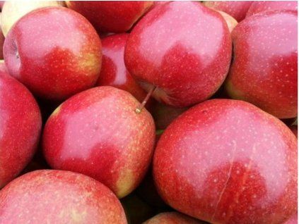 Jabloň 'Jonagored'  Malus domestica 'Jonagored'