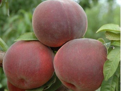 Broskvoň 'Octavia'  Prunus persica 'Octavia'