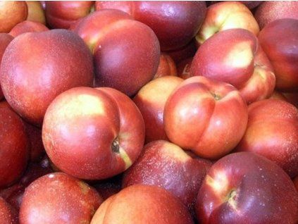 Nektarinka 'Ali Top'  Prunus persica 'Ali Top'
