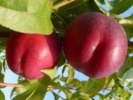 Nektarinka 'Big Top'  Prunus persica 'Big Top'