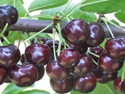 Třešeň 'Lala Star'  Prunus avium 'Lala Star'
