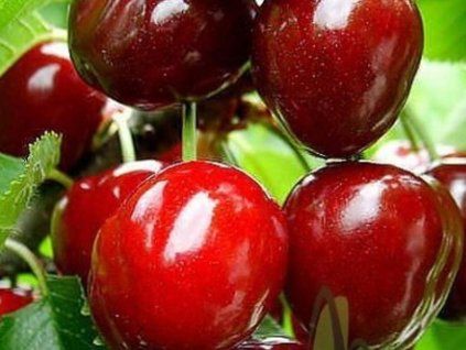 Třešeň 'Sabrina'  Prunus avium 'Sabrina'