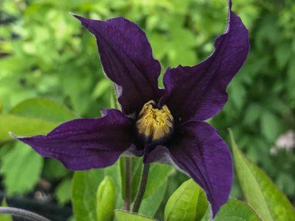 Plamének 'Blue Sensation'  Clematis 'Blue Sensation'