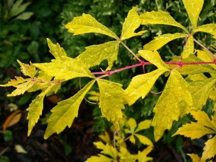 Loubinec omějolistý 'Seattle'  Ampelopsis aconitifolia 'Seattle'
