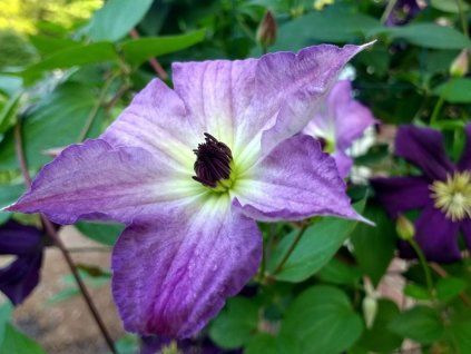 Plamének 'Cloudburst'  Clematis 'Cloudburst'