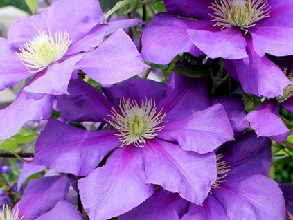 Plamének 'General Sikorski'  Clematis 'General Sikorski'