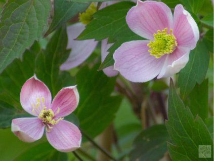 Plamének horský 'Elizabeth'  Clematis montana 'Elizabeth'