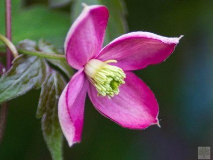 Plamének horský 'Freda'  Clematis montana 'Freda'