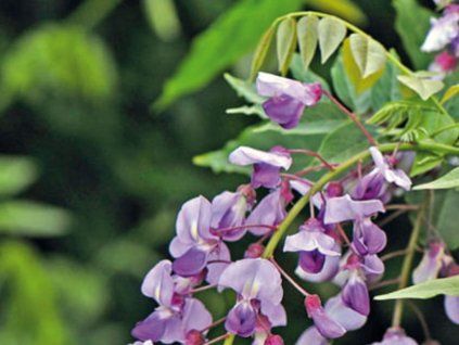 Japonská vistárie  Millettia japonica