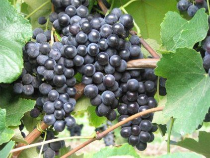 Réva vinná 'Isabella'  Vitis vinifera 'Isabella'