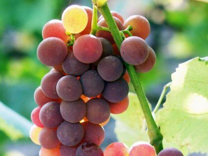 Réva vinná 'Konkord Rosyjski'  Vitis vinifera 'Konkord Rosyjski'