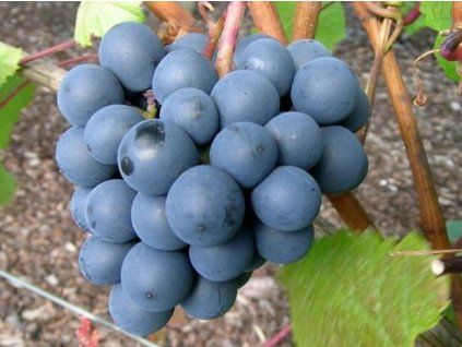 Réva vinná 'Rondo'  Vitis vinifera 'Rondo'