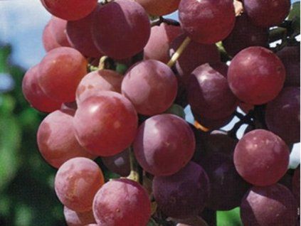 Réva vinná 'Reliance'  Vitis vinifera 'Reliance'