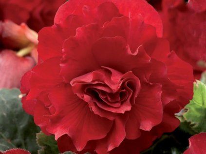 double red
