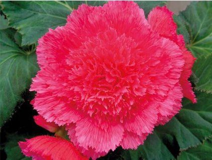Begonie 'Fimbriata Pink'  Begonia 'Fimbriata Pink'