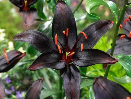 81953 1 81953 1 lilium night rider