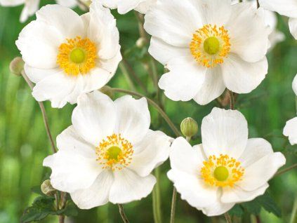 Sasanka japonská 'Honorine Jobert' - Anemone japonica 'Honorine Jobert'  Anemone japonica 'Honorine Jobert'