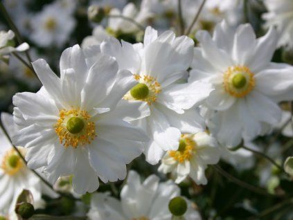 Sasanka japonská 'Whirlwind' - Anemone japonica 'Whirlwind'  Anemone japonica 'Whirlwind'