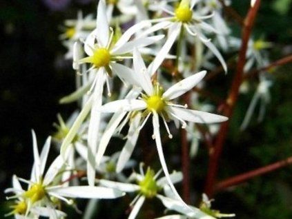 rubrifolia