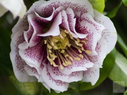 double white �