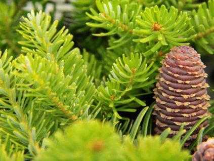 Jedle korejská 'Green Carpet'  Abies koreana 'Green Carpet'