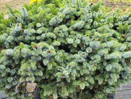 Picea sitchensis 'Nana' (1)