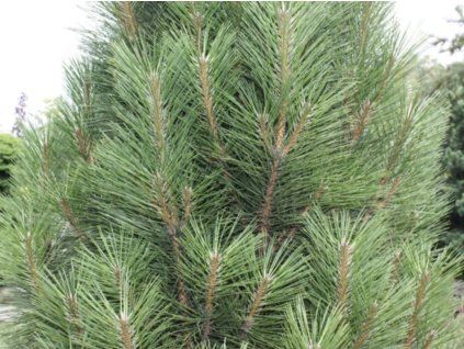 Borovice černá 'Fastigiata'  Pinus nigra 'Fastigiata'