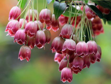 red bells