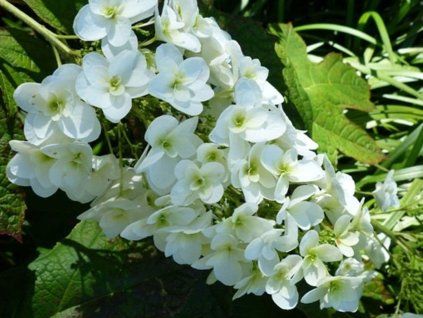 Hortenzie dubolistá 'Snow Giant'  Hydrangea quercifolia 'Snow Giant'