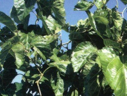 spirata