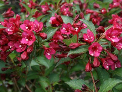 Vajgélie květnatá 'Newport Red'  Weigela florida 'Newport Red'