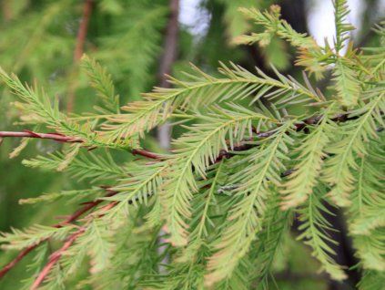 Tisovec dvouřadý 'Pendens'  Taxodium distichum 'Pendens'