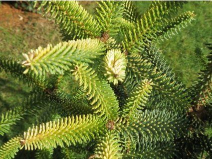 Jedle španělská 'Aurea'  Abies pinsapo 'Aurea'