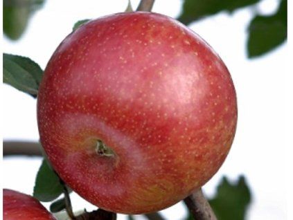 Jabloň 'Fuji Fubrax'  Malus domestica 'Fuji Fubrax'