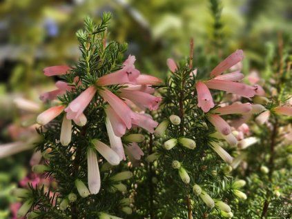 Vřesovec hiemalis  Erica hiemalis