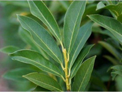 Bobkovišeň lékařská 'Elly'  Prunus laurocerasus  'Elly'