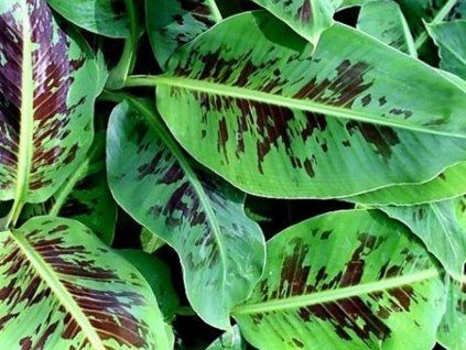 Banánovník 'Dwarf Cavendish'  Musa 'Dwarf Cavendish'