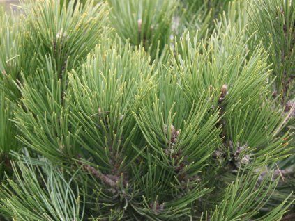 Borovice Heldreichova 'Compact Gem'  Pinus heldreichii 'Compact Gem'
