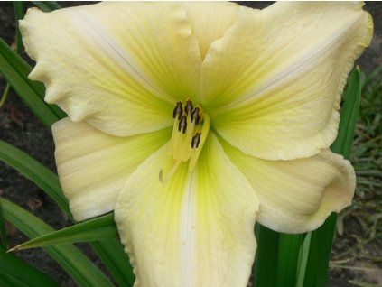 Denivka 'White Dragon' - Hemerocallis 'White Dragon'  Hemerocallis 'White Dragon'