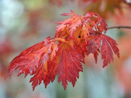 acer japonicum aconitifolium 2