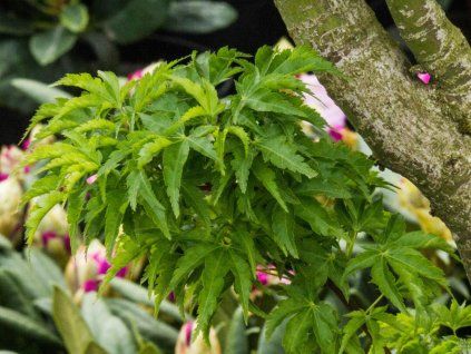 Acer palmatum Crispifolium (1)