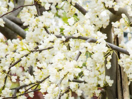 Cercis Vanilla Twist (1)