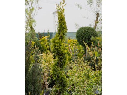 Cupressocyparis 'Gold Crest' (3)