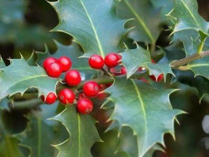 Cesmína ostrolistá  Ilex aquifolium