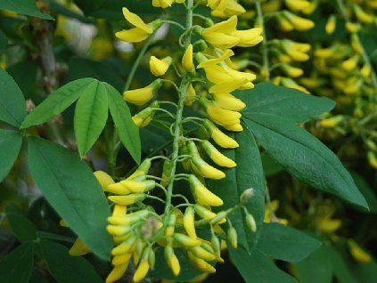 Štedřenec alpský 'Pendulum'  Laburnum alpinum 'Pendulum'