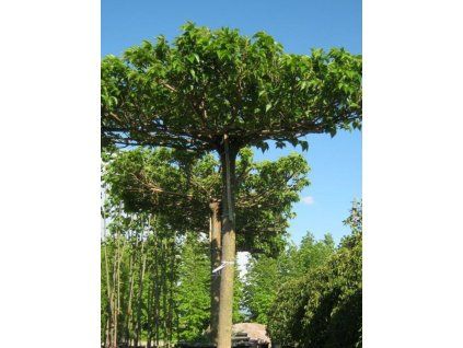 platanifolia